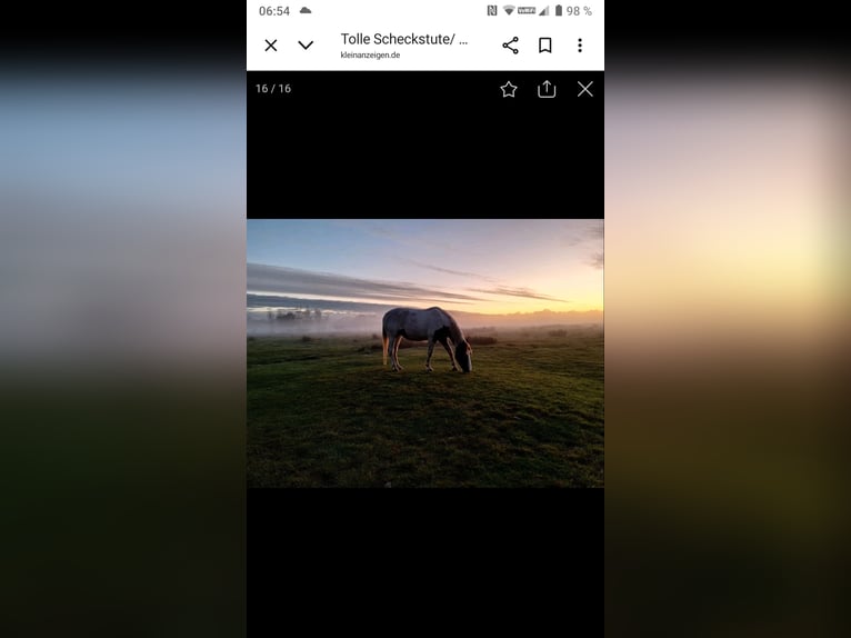 German Riding Pony Mix Mare 10 years 14,2 hh Pinto in Hahnenknoop