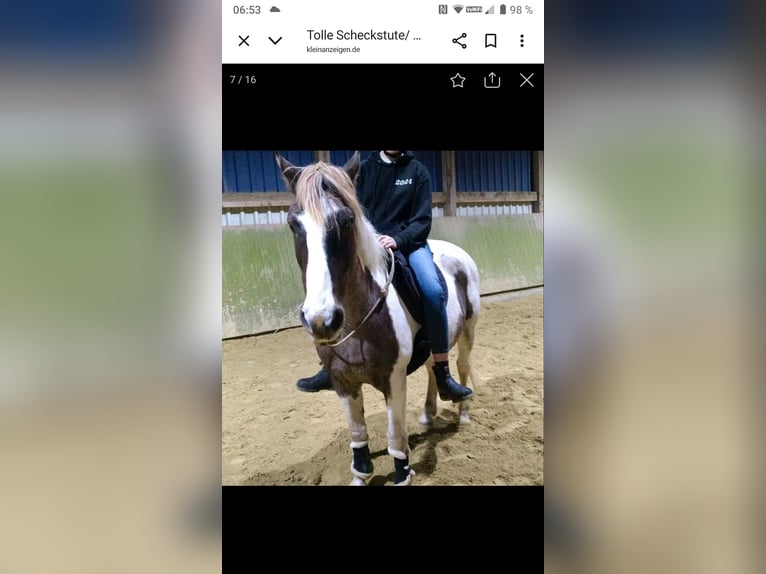 German Riding Pony Mix Mare 10 years 14,2 hh Pinto in Hahnenknoop