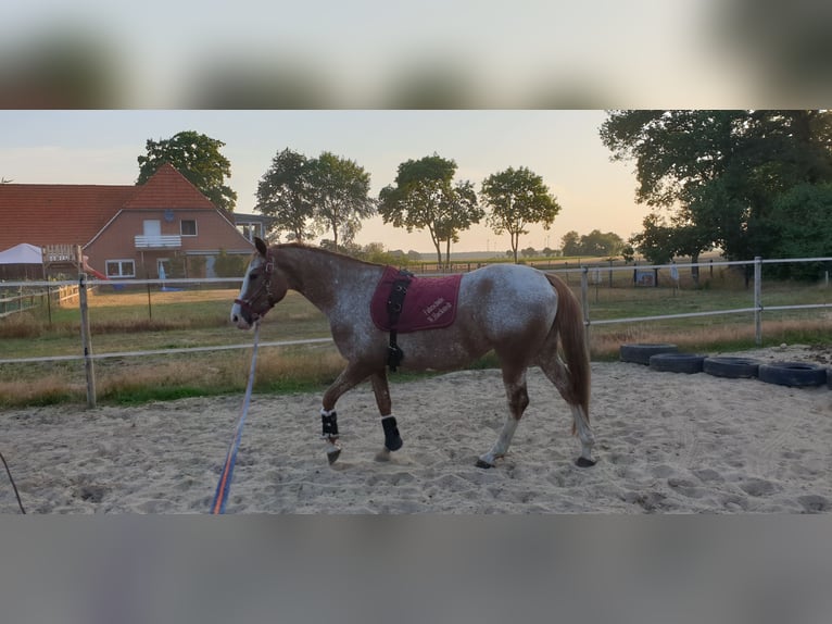 German Riding Pony Mix Mare 10 years 14,2 hh Roan-Red in Dickel
