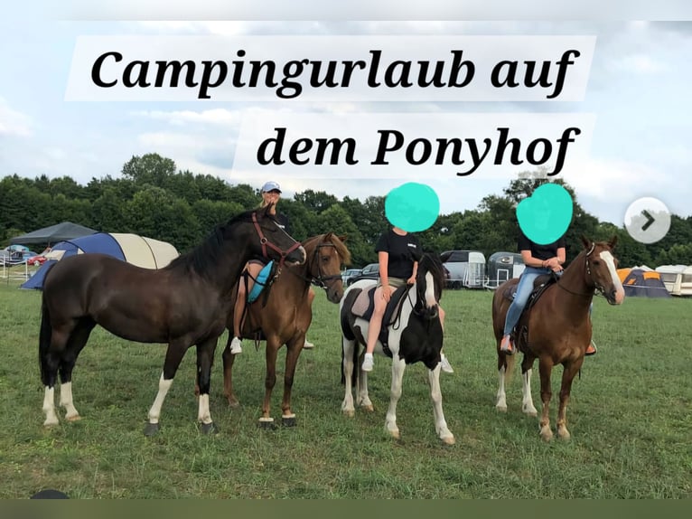 German Riding Pony Mare 10 years 14,3 hh Black in Schwarme