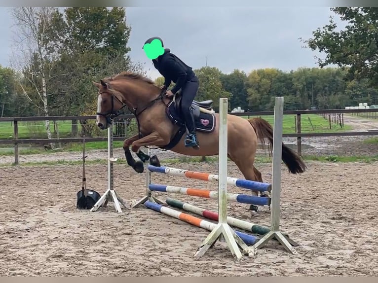 German Riding Pony Mare 10 years 15,1 hh Chestnut-Red in Lastrup