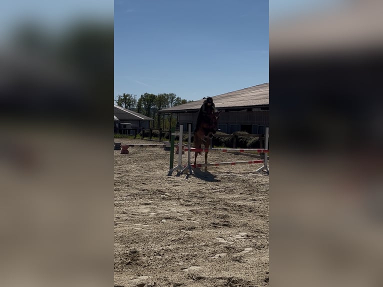 German Riding Pony Mare 10 years 15 hh Chestnut in Drolshagen