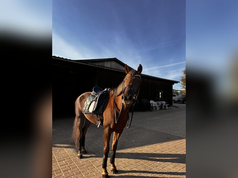 German Riding Pony Mare 10 years 15 hh Chestnut in Drolshagen
