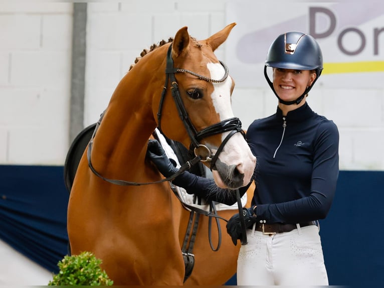 German Riding Pony Mare 10 years 15 hh Chestnut-Red in Marsberg