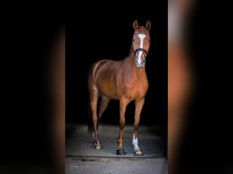 German Riding Pony Mare 10 years 15 hh Chestnut-Red in Bad Zwischenahn