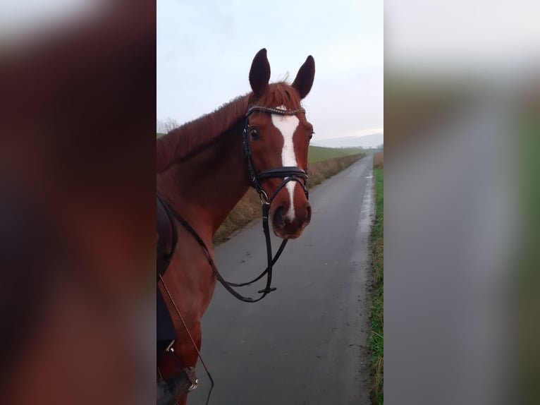 German Riding Pony Mare 10 years 15 hh Chestnut-Red in Bad Zwischenahn