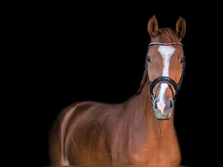 German Riding Pony Mare 10 years 15 hh Chestnut-Red in Bad Zwischenahn