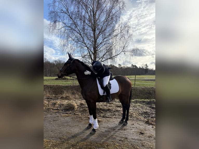 German Riding Pony Mare 10 years 15,1 hh Brown in Oyten