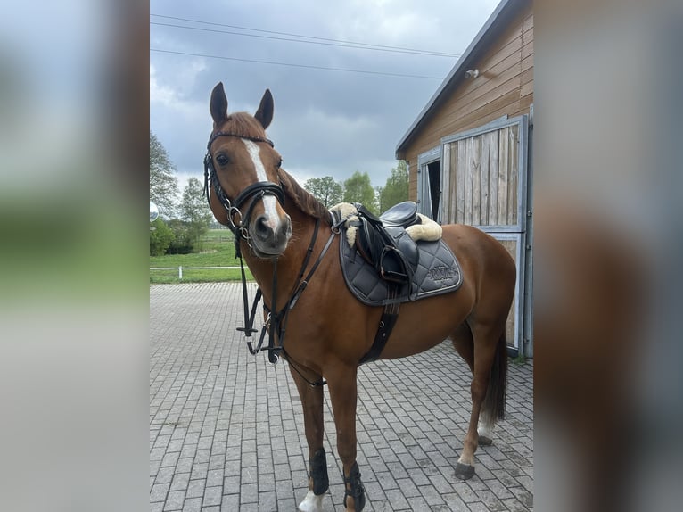 German Riding Pony Mare 10 years 15,1 hh Chestnut-Red in Łochowice