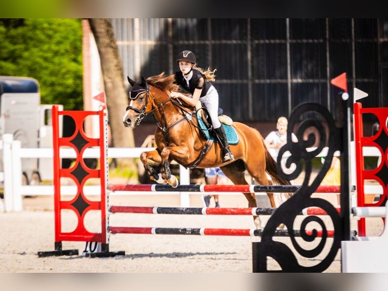 German Riding Pony Mare 10 years 15,1 hh Chestnut-Red in Łochowice
