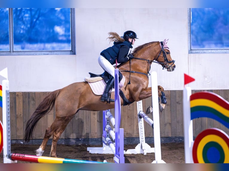 German Riding Pony Mare 10 years 15,1 hh Chestnut-Red in Łochowice