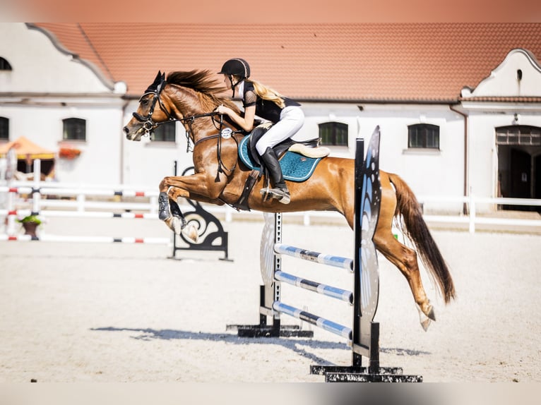 German Riding Pony Mare 10 years 15,1 hh Chestnut-Red in Łochowice