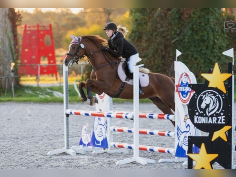 German Riding Pony Mare 10 years 15,1 hh Chestnut-Red in Łochowice
