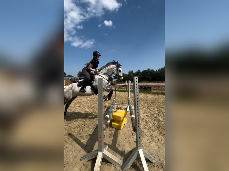 German Riding Pony Mare 10 years 15,1 hh Gray in Trendelburg