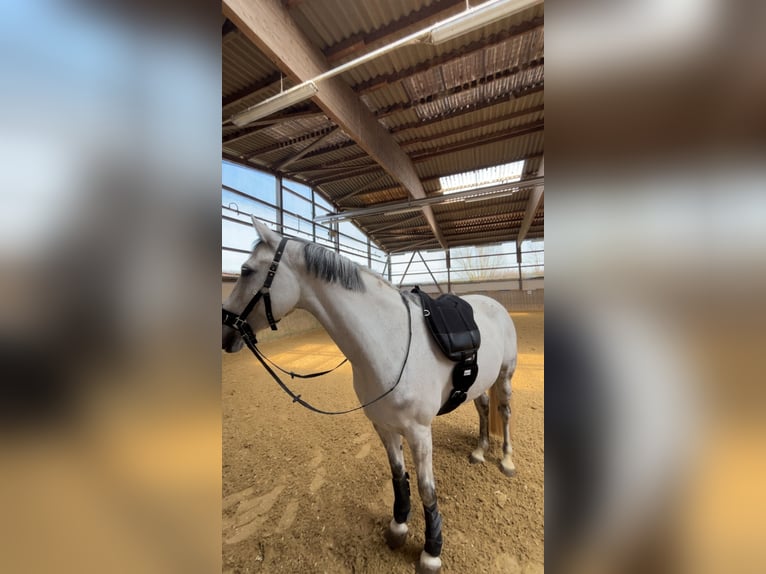 German Riding Pony Mare 10 years 15,1 hh Gray in Trendelburg