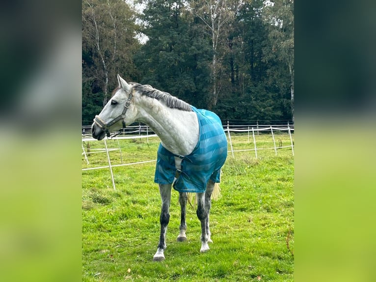 German Riding Pony Mare 10 years 15,1 hh Gray in Trendelburg
