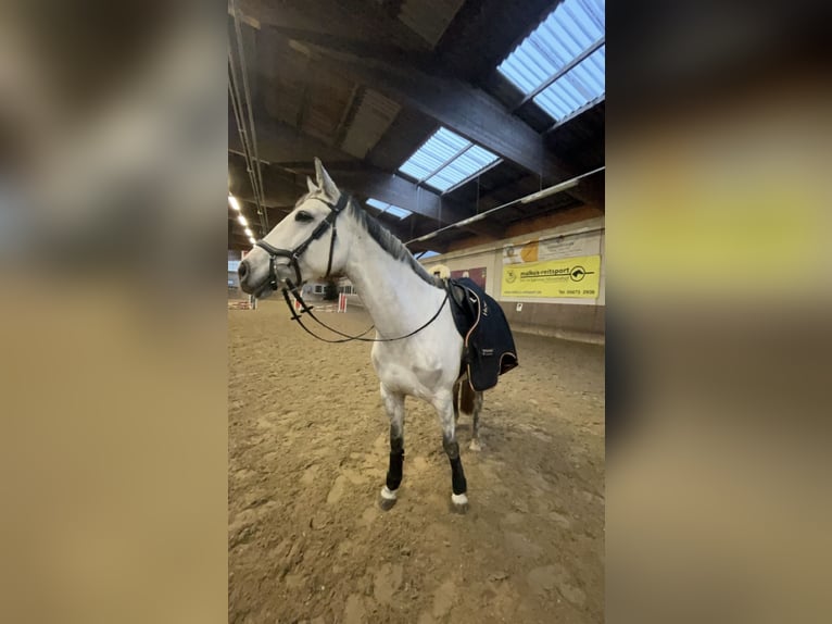 German Riding Pony Mare 10 years 15,1 hh Gray in Trendelburg