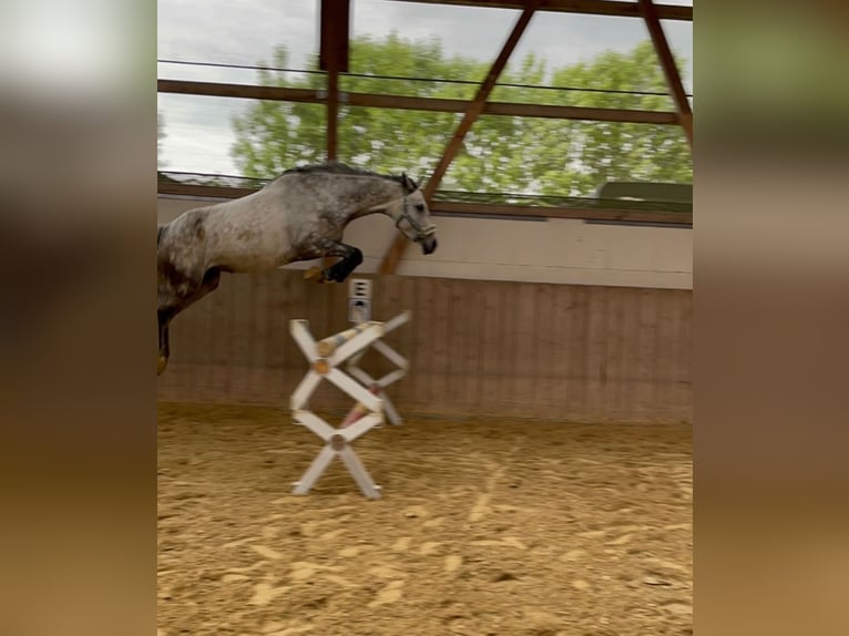German Riding Pony Mare 10 years 15,1 hh Gray in Trendelburg