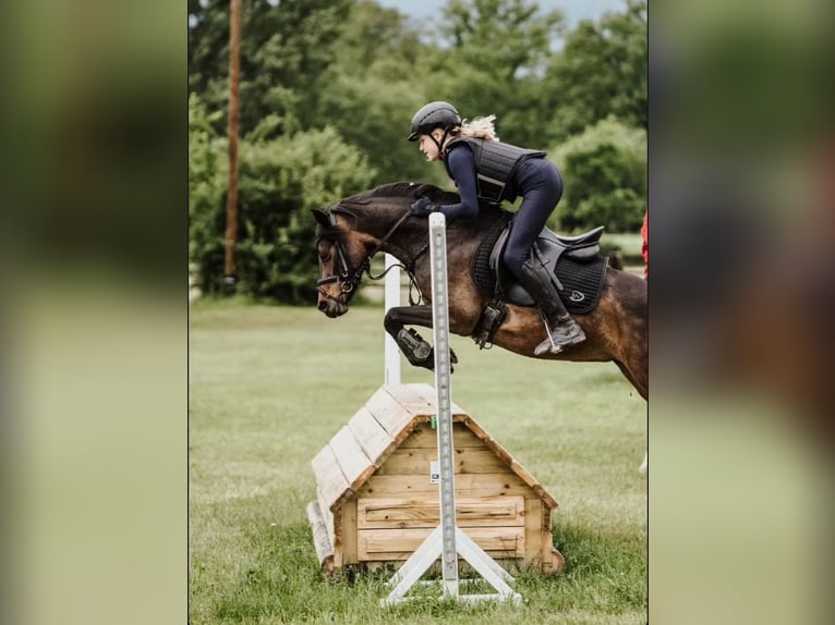 German Riding Pony Mare 11 years 13,1 hh Bay-Dark in Lüdinghausen