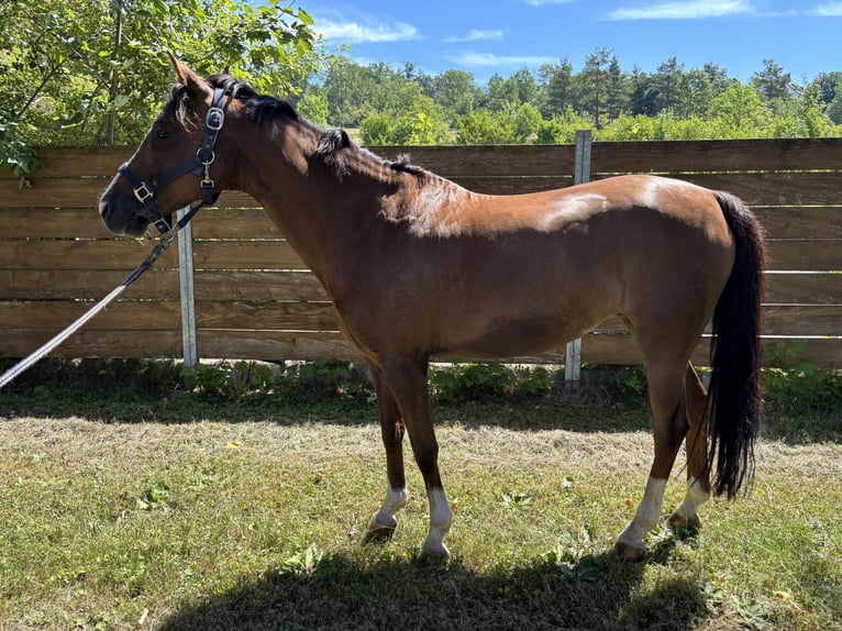 German Riding Pony Mare 11 years 13.2 hh Chestnut in Weil der Stadt