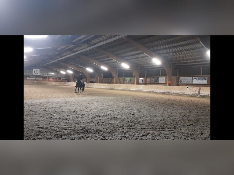 German Riding Pony Mare 11 years 13,2 hh in Schorndorf