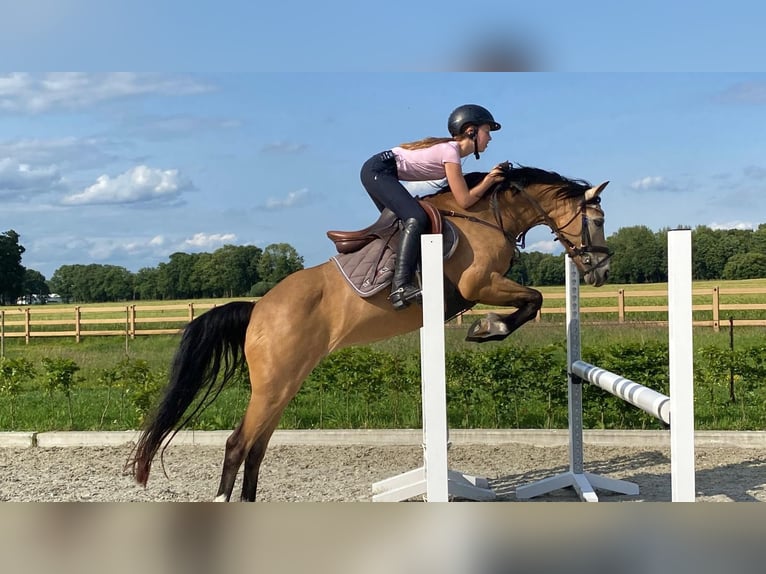 German Riding Pony Mare 11 years 13.2 hh Dun in Gescher