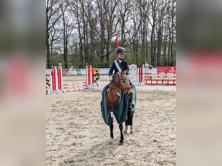 German Riding Pony Mare 11 years 13.2 hh Dun in Gescher