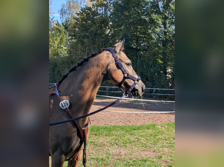 German Riding Pony Mare 11 years 13.2 hh Dun in Gescher