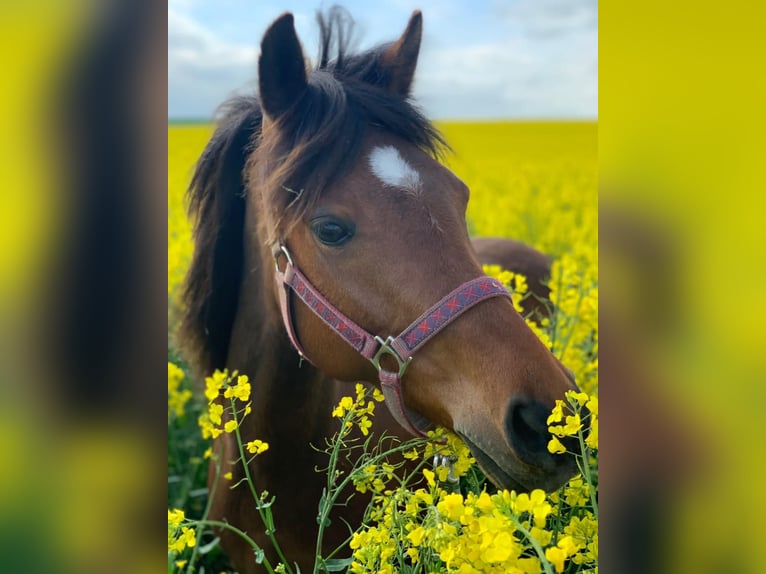 German Riding Pony Mare 11 years 13.3 hh Brown in Weißenfels