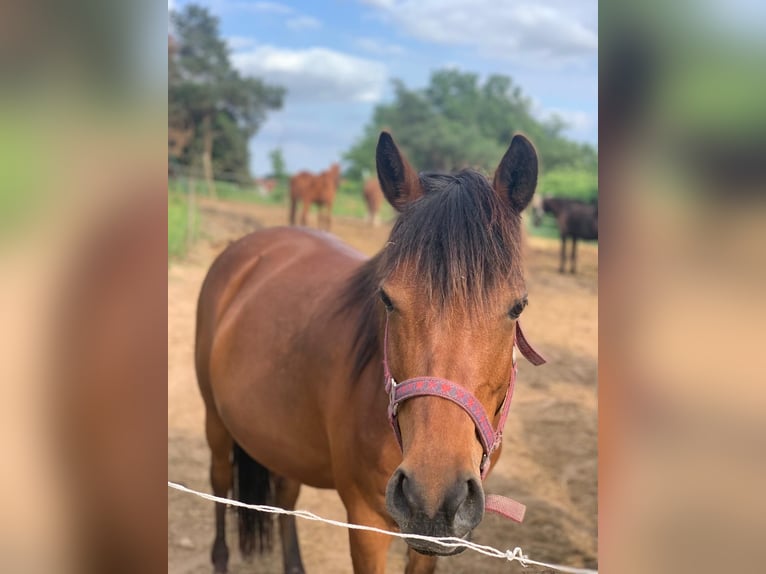 German Riding Pony Mare 11 years 13.3 hh Brown in Weißenfels