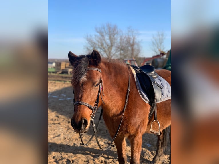 German Riding Pony Mare 11 years 13.3 hh Brown in Weißenfels