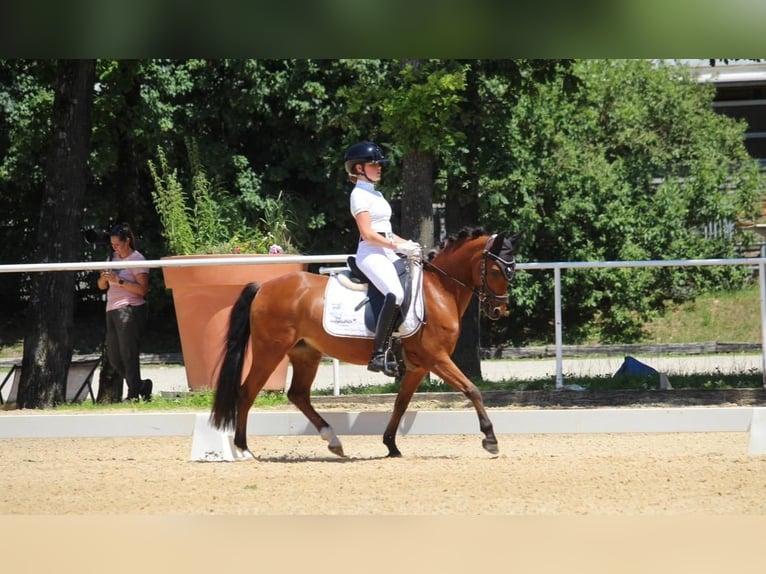 German Riding Pony Mare 11 years 13 hh Brown in Stadl-Paura
