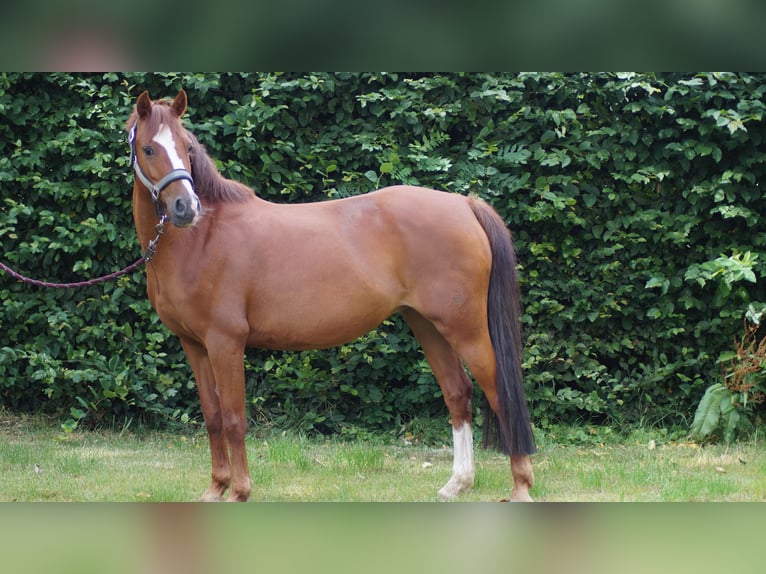 German Riding Pony Mare 11 years 13 hh Chestnut-Red in Neuenkirchen-Vörden