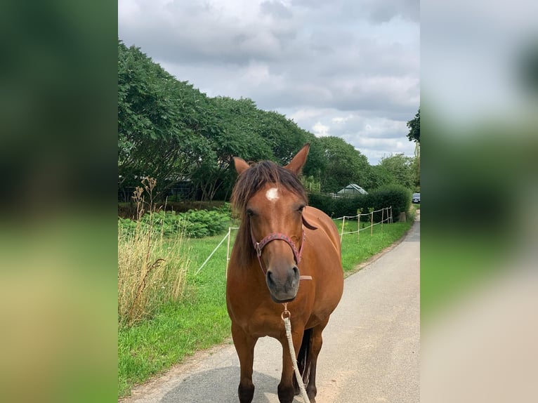 German Riding Pony Mare 11 years 13,3 hh Brown in Weißenfels