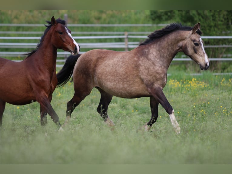 German Riding Pony Mare 11 years 13,3 hh Buckskin in Waldshut-Tiengen
