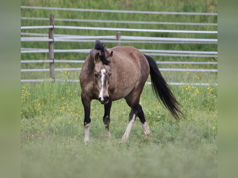 German Riding Pony Mare 11 years 13,3 hh Buckskin in Waldshut-Tiengen