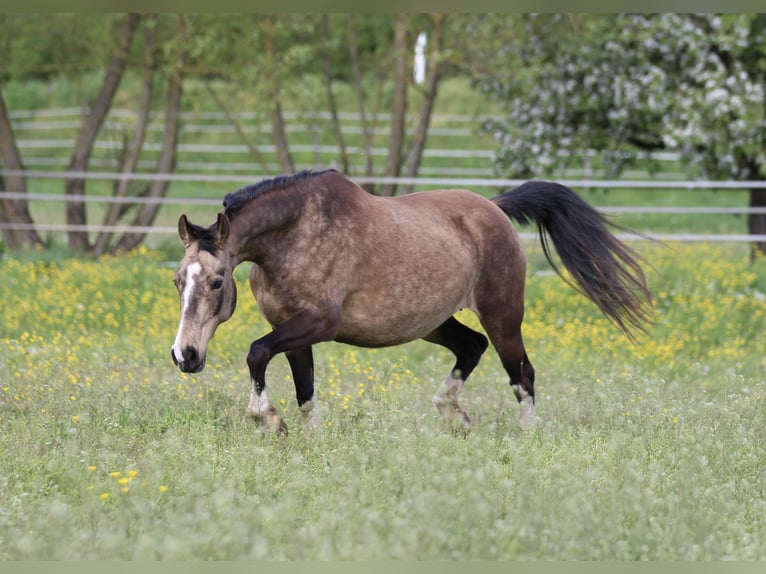 German Riding Pony Mare 11 years 13,3 hh Buckskin in Waldshut-Tiengen