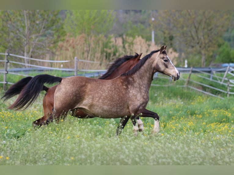 German Riding Pony Mare 11 years 13,3 hh Buckskin in Waldshut-Tiengen