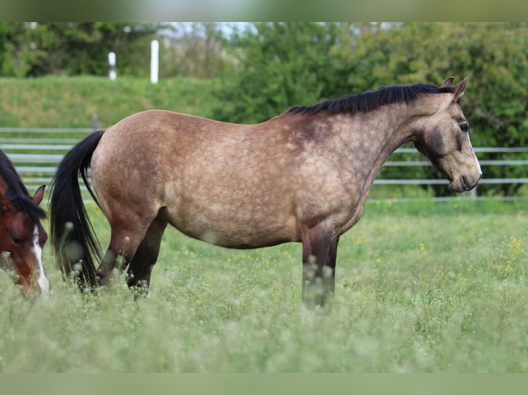 German Riding Pony Mare 11 years 13,3 hh Buckskin in Waldshut-Tiengen