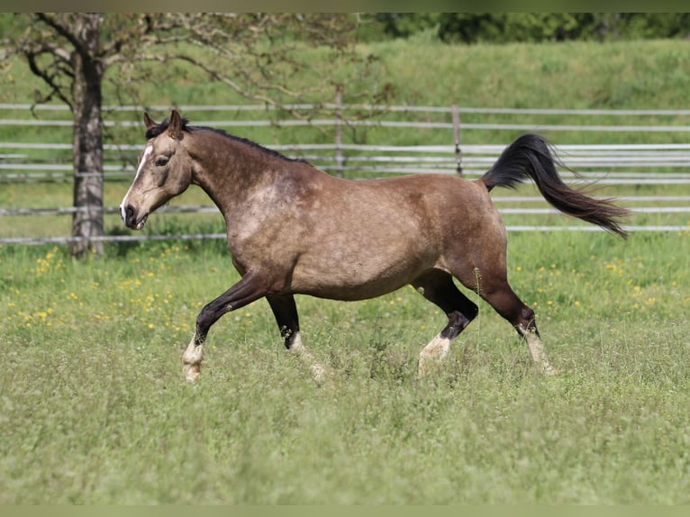 German Riding Pony Mare 11 years 13,3 hh Buckskin in Waldshut-Tiengen