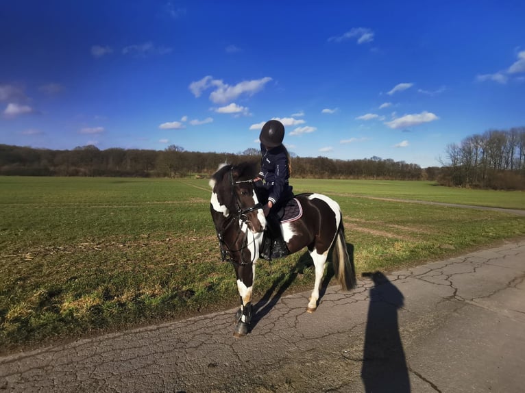 German Riding Pony Mix Mare 11 years 13,3 hh Pinto in Werne