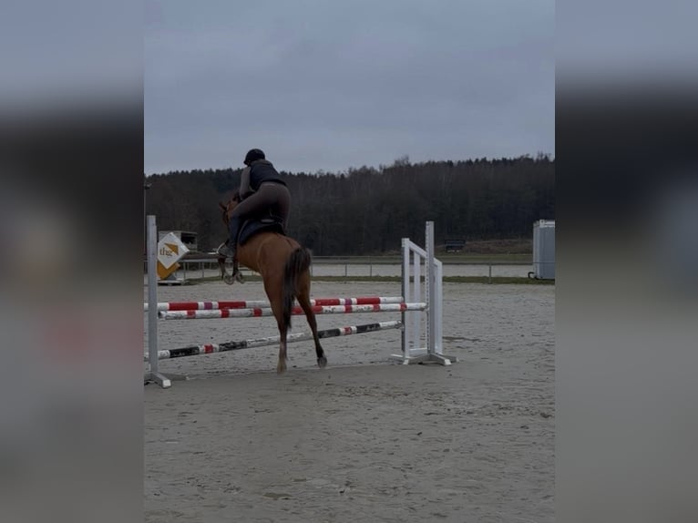 German Riding Pony Mare 11 years 13,3 hh Red Dun in Daleiden