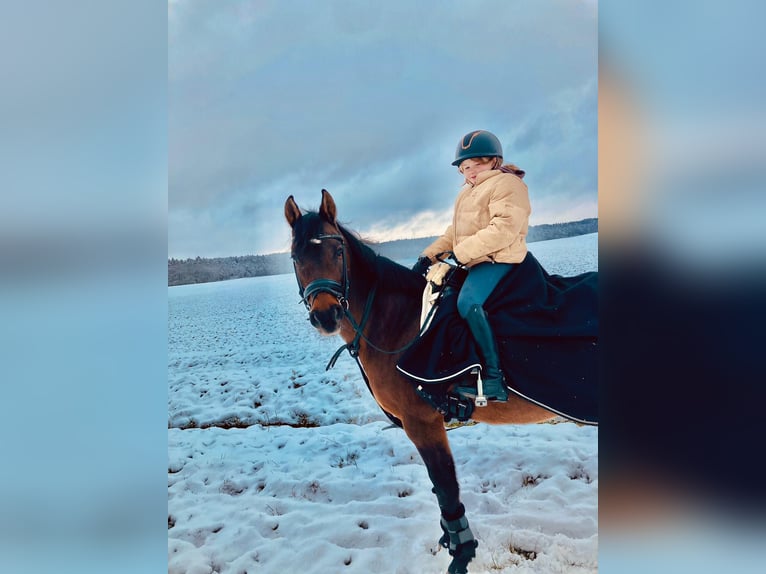 German Riding Pony Mare 11 years 14,1 hh Brown in Bad Neustadt an der Saale