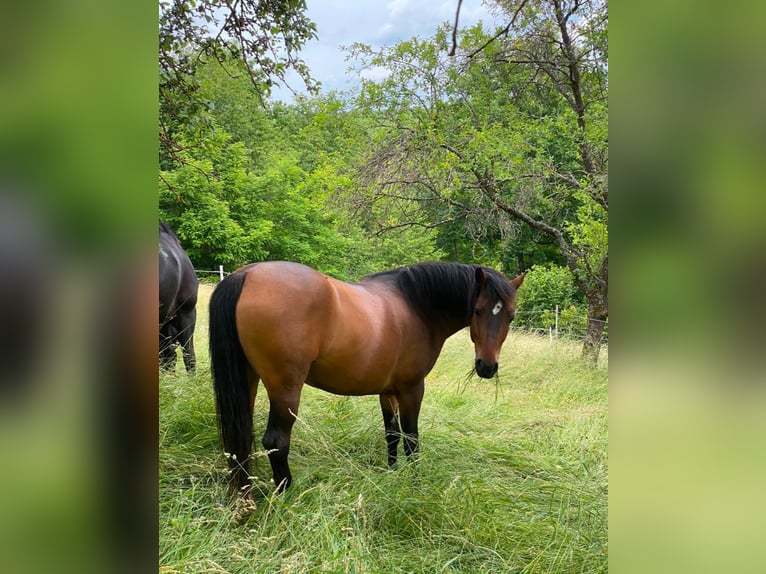 German Riding Pony Mix Mare 11 years 14,1 hh Brown in Schöntal