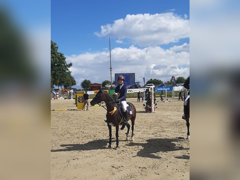 German Riding Pony Mare 11 years 14.1 hh Brown in Wickede