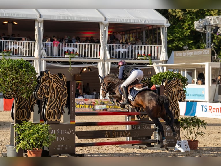 German Riding Pony Mare 11 years 14.1 hh Brown in Wickede