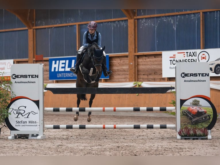 German Riding Pony Mare 11 years 14.1 hh Brown in Wickede