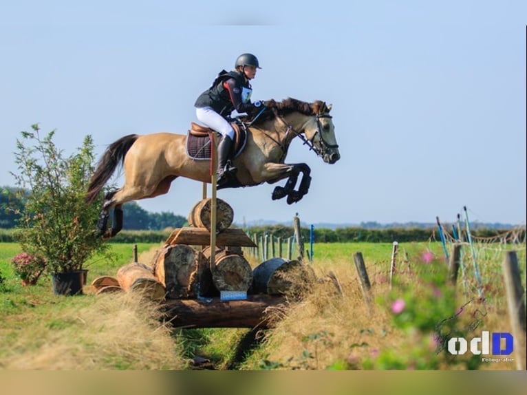 German Riding Pony Mare 11 years 14,1 hh Buckskin in Wieringerwerf