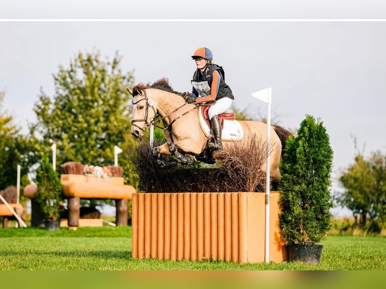 German Riding Pony Mare 11 years 14,1 hh Buckskin in Wieringerwerf