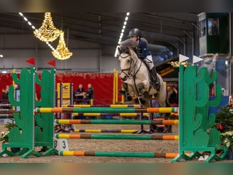 German Riding Pony Mare 11 years 14,1 hh Buckskin in Wieringerwerf